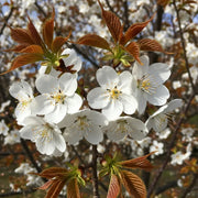 6ft Half-Standard 'Chocolate Ice' Cherry Blossom Tree | Mature Bare Root | 6/8cm Girth